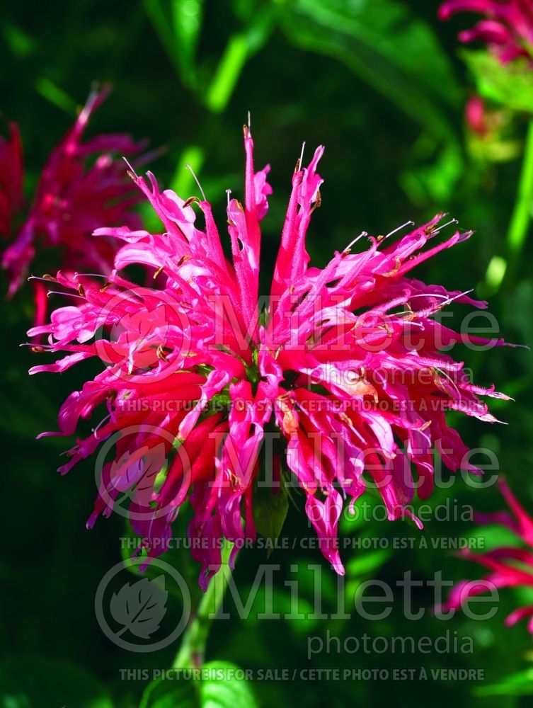 Monarda Coral Reef (Bee Balm bergamot) 4 