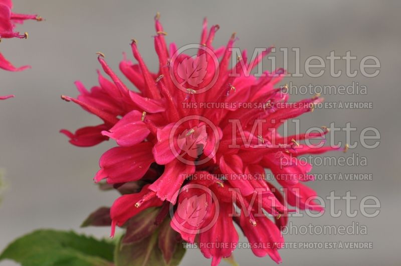 Monarda Fireball (Bee Balm bergamot) 6