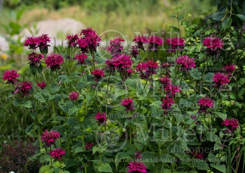 Monarda Fireball (Bee Balm bergamot) 9