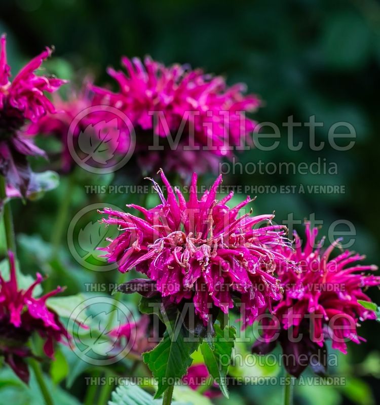 Monarda Fireball (Bee Balm bergamot) 11