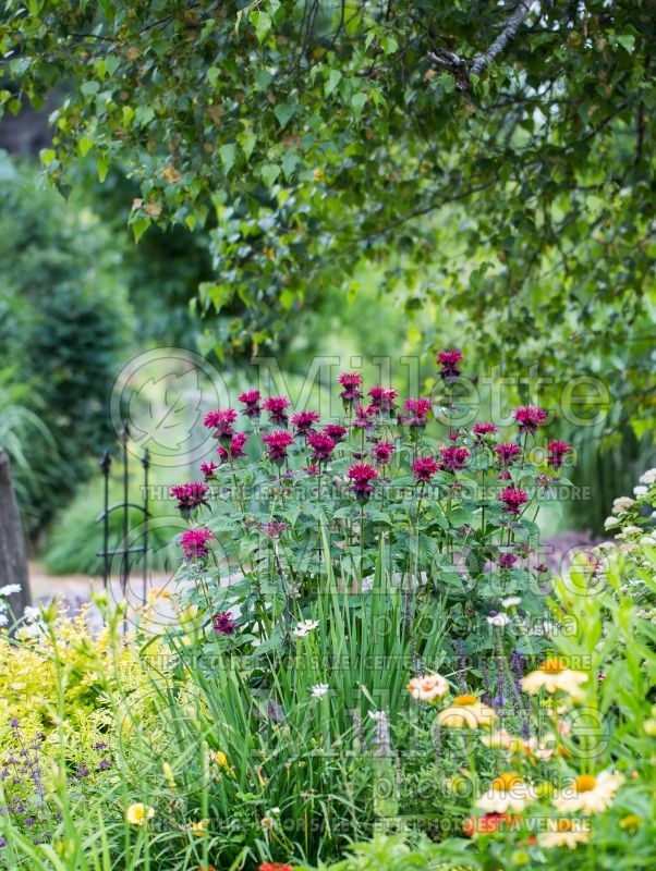 Monarda Fireball (Bee Balm bergamot) 10