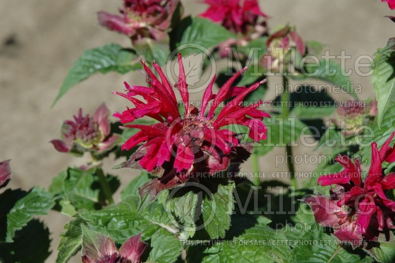 Monarda Fireball (Bee Balm bergamot) 8