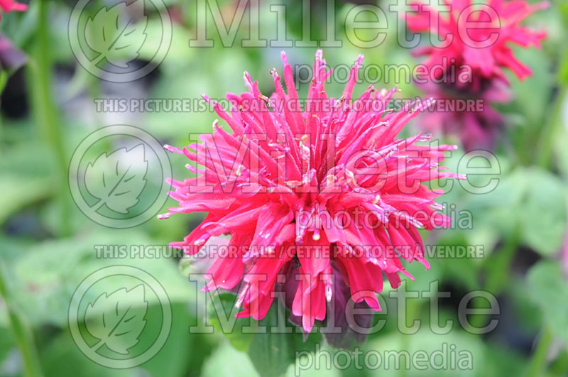 Monarda Fireball (Bee Balm bergamot) 1