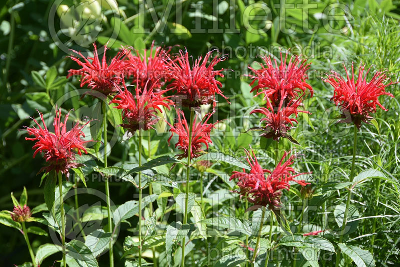 Monarda Fire Marshall (Bee Balm bergamot) 1  