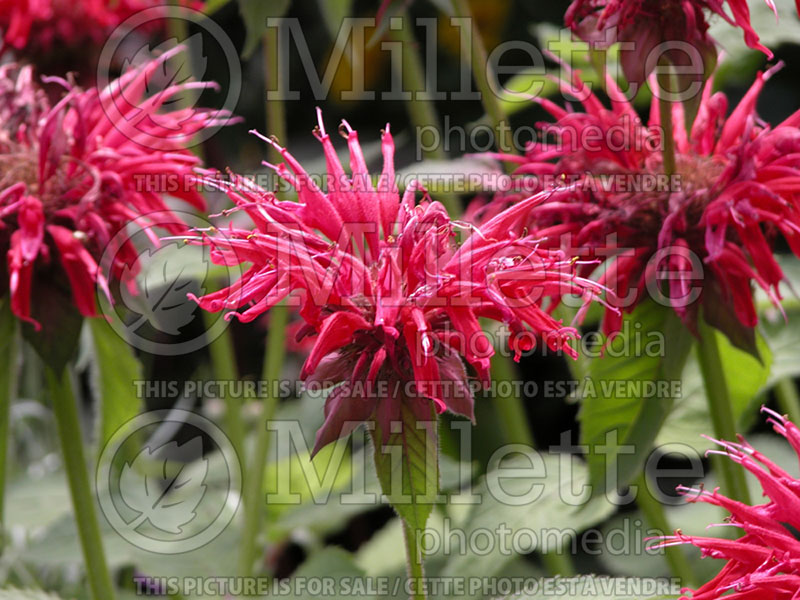 Monarda Gardenview Scarlet (Bee Balm bergamot) 3 