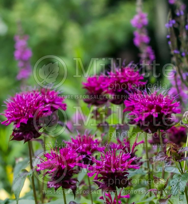 Monarda Grand Marshall (Bee Balm bergamot) 4  