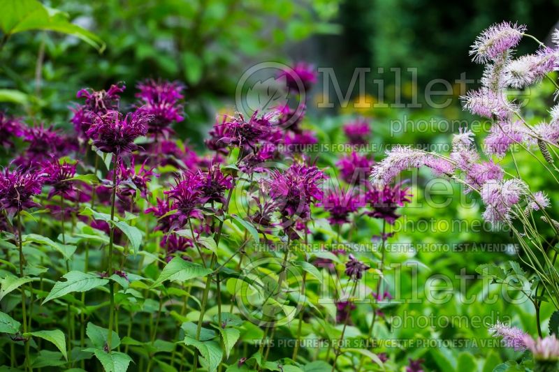 Monarda Grand Marshall (Bee Balm bergamot) 5  