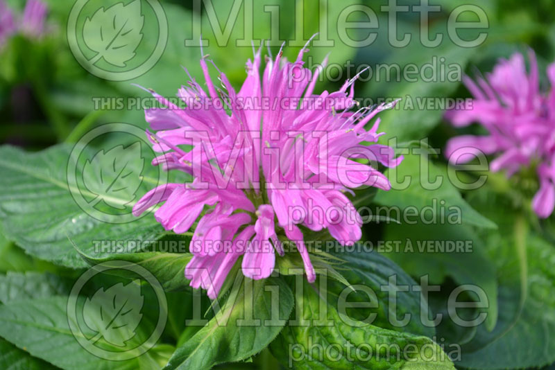 Monarda Grand Parade or ACrade (Bee Balm bergamot) 1 