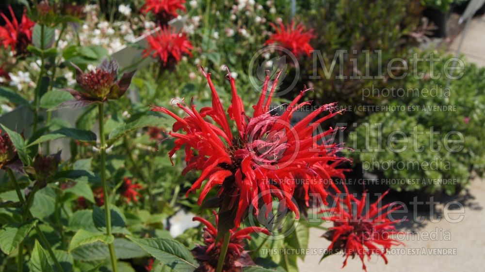 Monarda Jacob Cline (Bee Balm bergamot) 4 