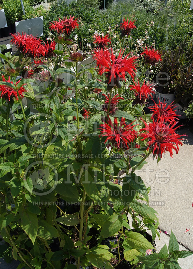 Monarda Jacob Cline (Bee Balm bergamot) 3 