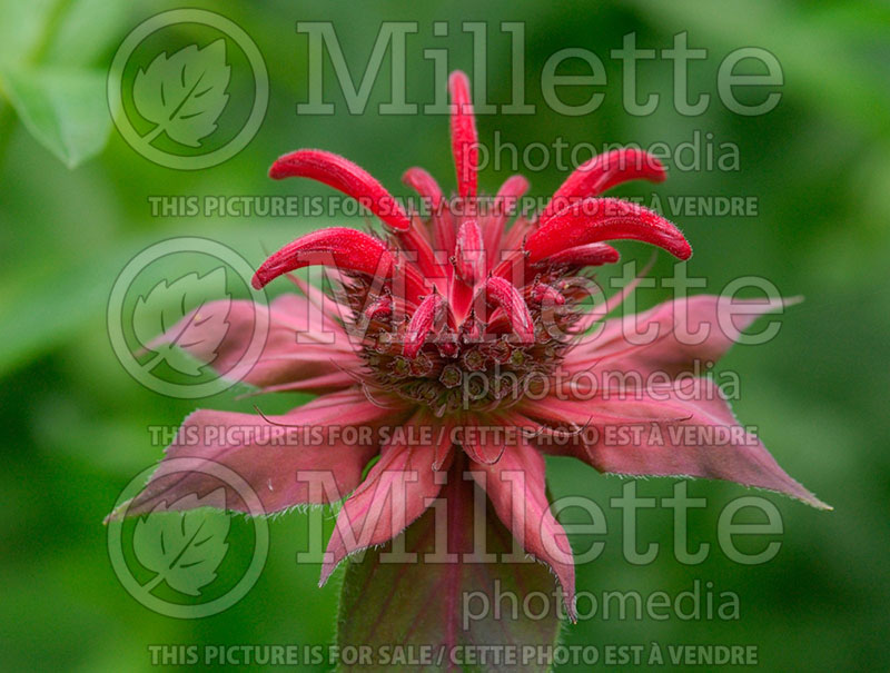 Monarda didyma (Bee Balm bergamot) 1