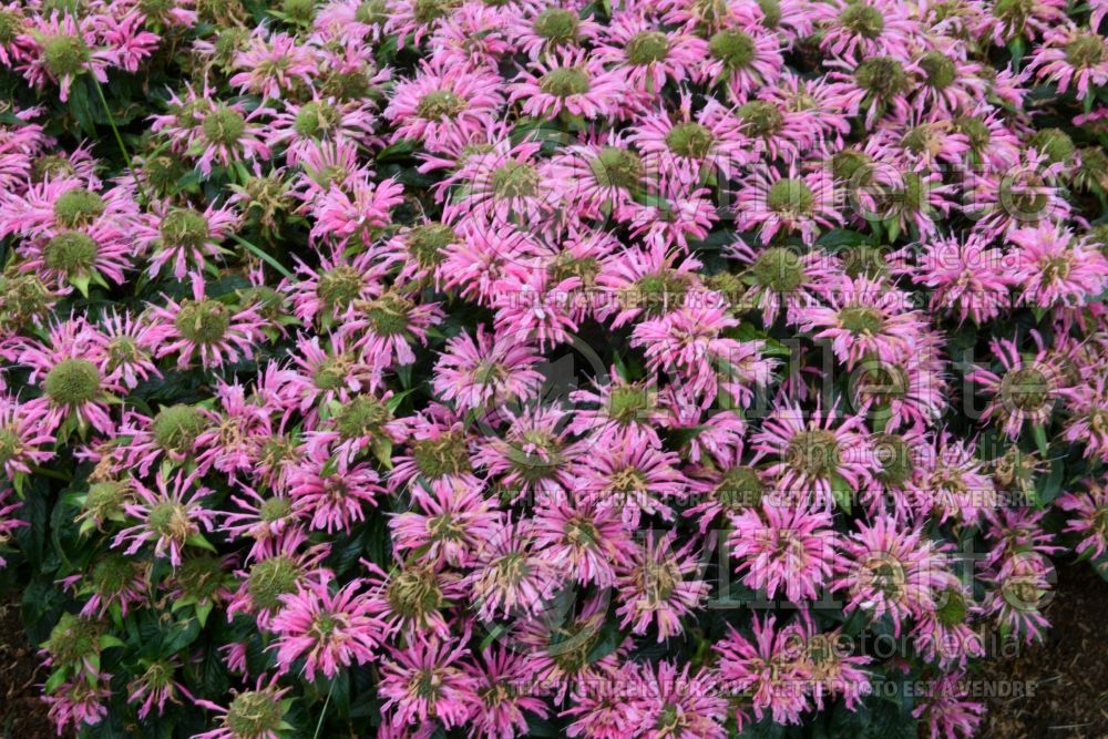 Monarda Pardon My Pink (Bee Balm bergamot) 4 