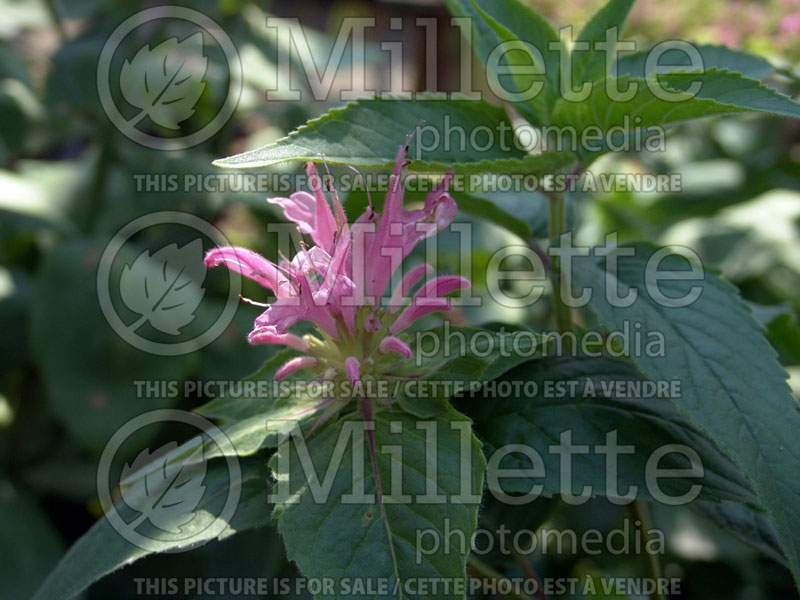 Monarda Pardon My Pink (Bee Balm bergamot) 1 