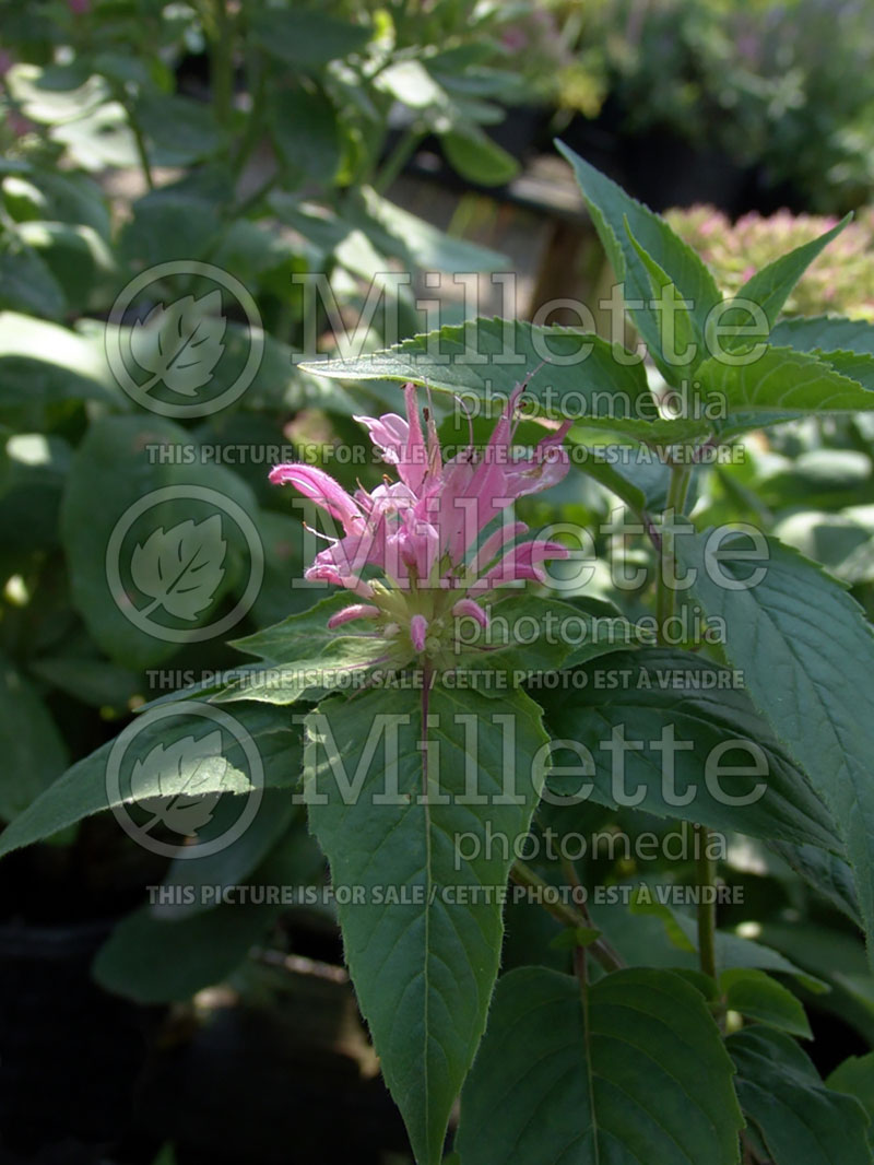 Monarda Pardon My Pink (Bee Balm bergamot) 2 