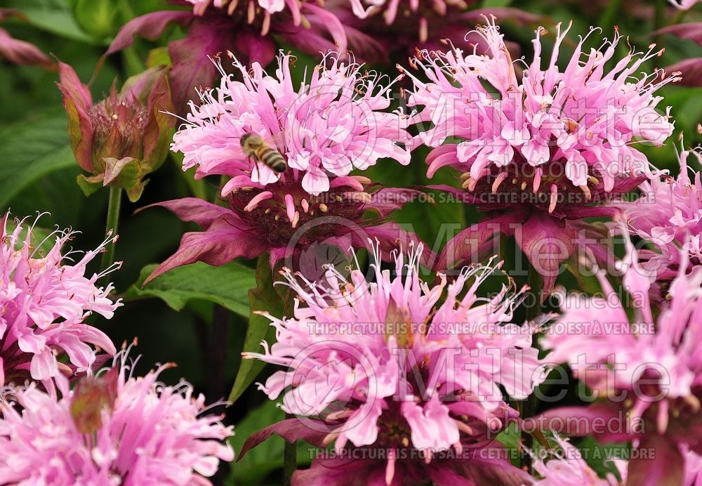 Monarda Petite Delight (Bee Balm bergamot) 3 