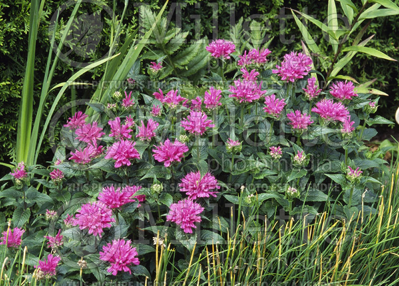 Monarda Petite Delight (Bee Balm bergamot) 1