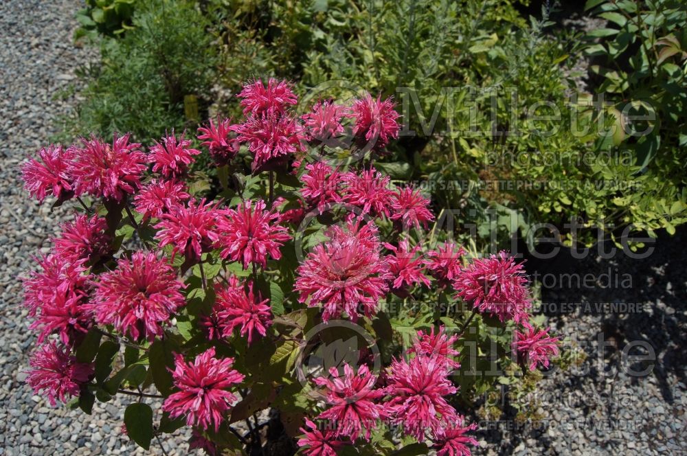 Monarda Pink Lace (Bee Balm bergamot) 4 