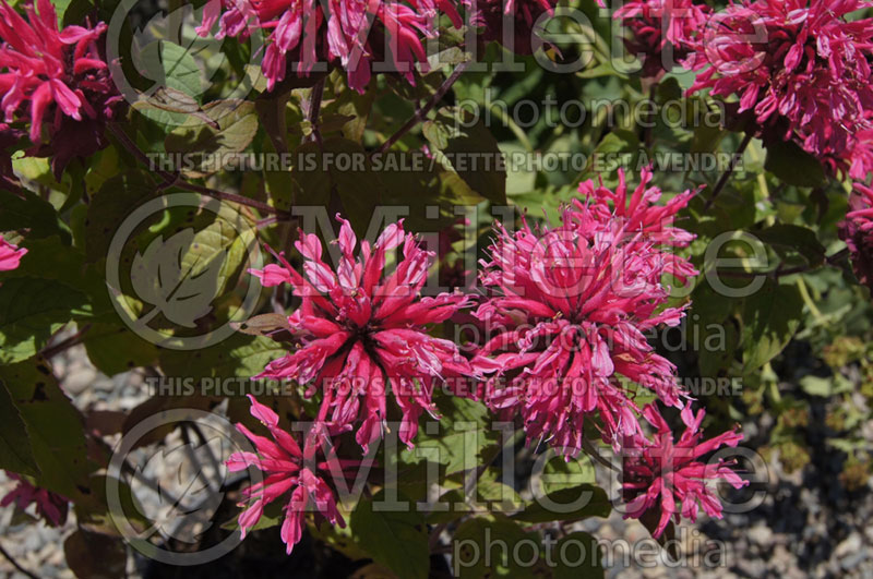 Monarda Pink Lace (Bee Balm bergamot) 5 