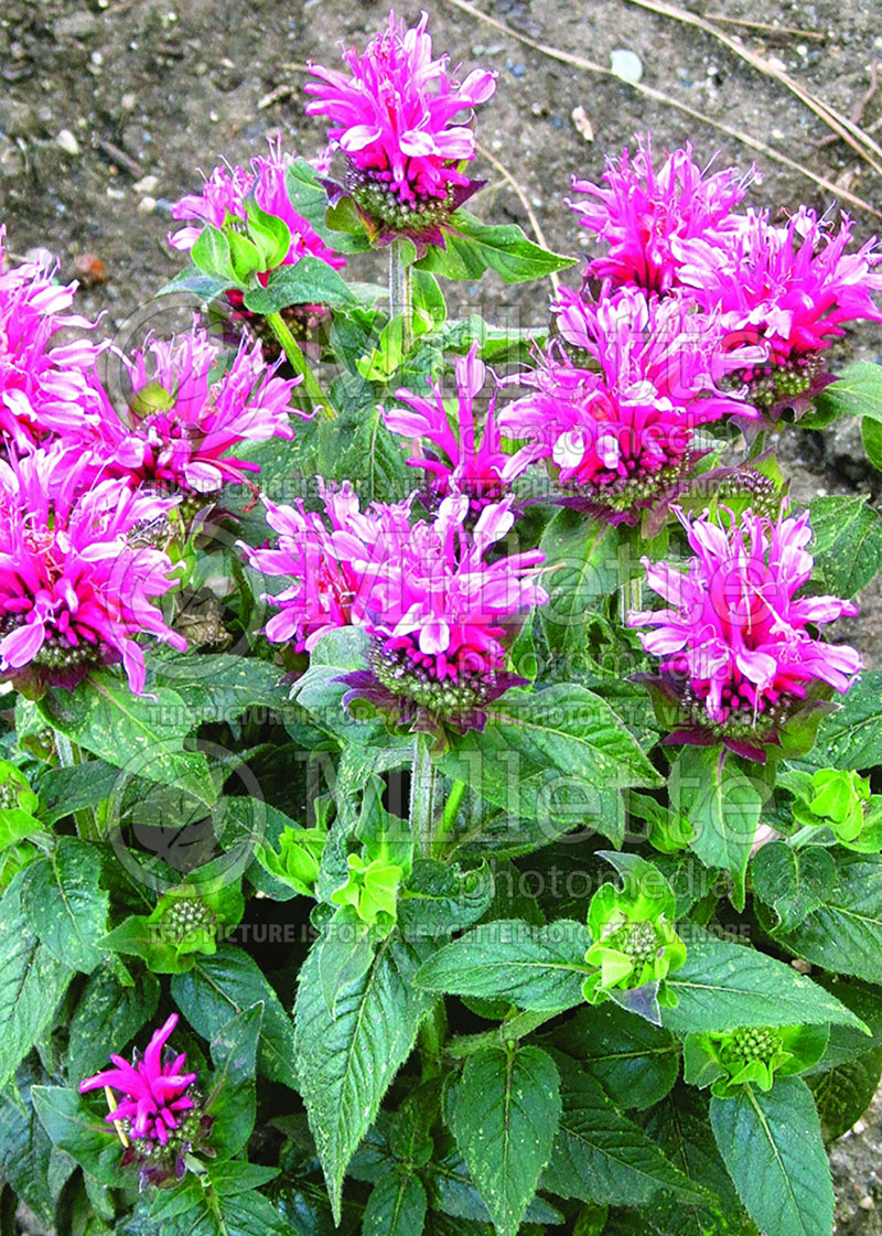 Monarda Pink Lace (Bee Balm bergamot) 7 