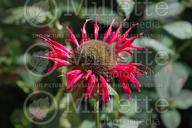 Monarda Raspberry Wine (Bee Balm bergamot) 2