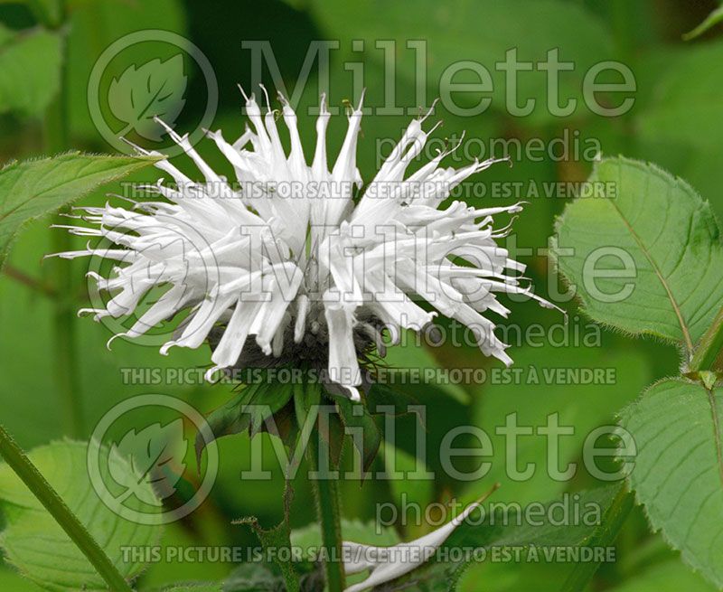 Monarda Snow White (Bee Balm bergamot) 1