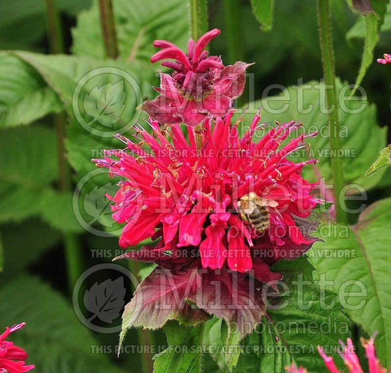 Monarda Fireball (Bee Balm bergamot) 7