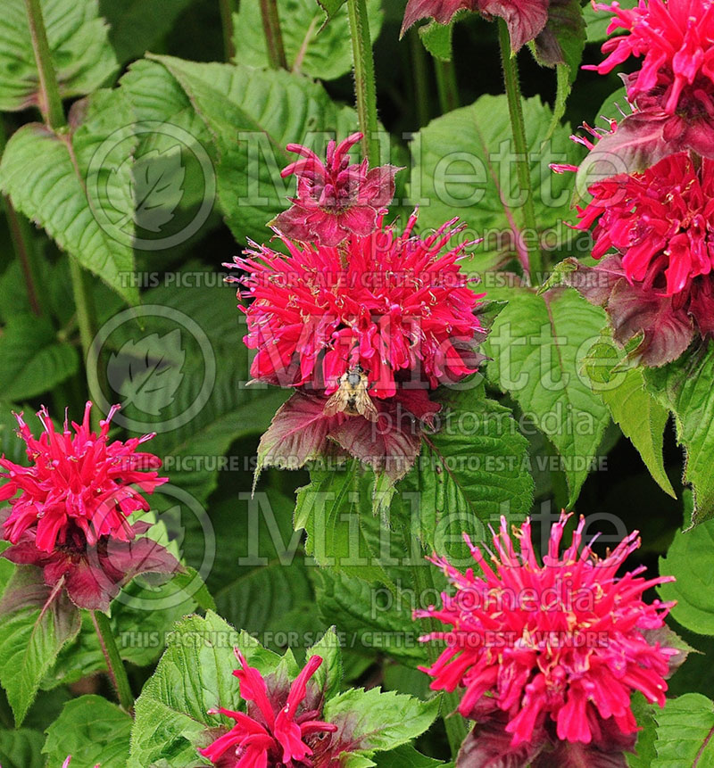 Monarda Fireball (Bee Balm bergamot) 3