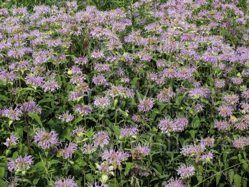 Monarda fistulosa (Wild Bee Balm bergamot) 4 