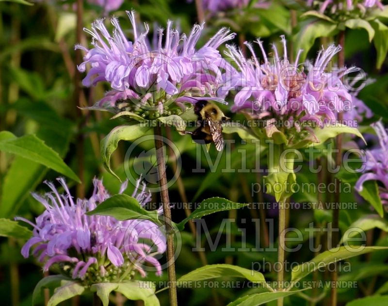 Monarda fistulosa (Wild Bee Balm bergamot) 8 