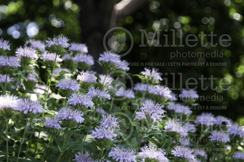 Monarda fistulosa (Wild Bee Balm bergamot) 6 