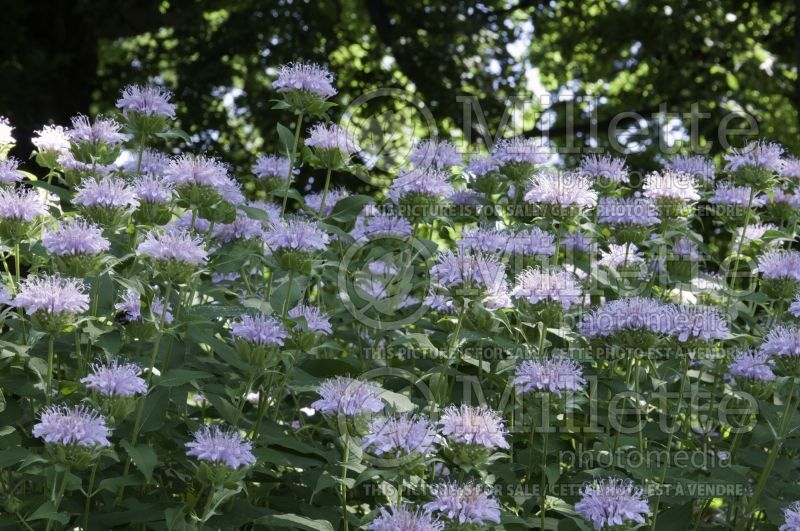 Monarda fistulosa (Wild Bee Balm bergamot) 7 