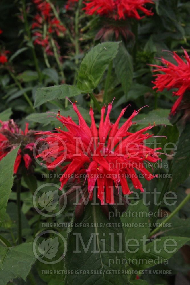 Monarda Gardenview Scarlet (Bee Balm bergamot) 2 