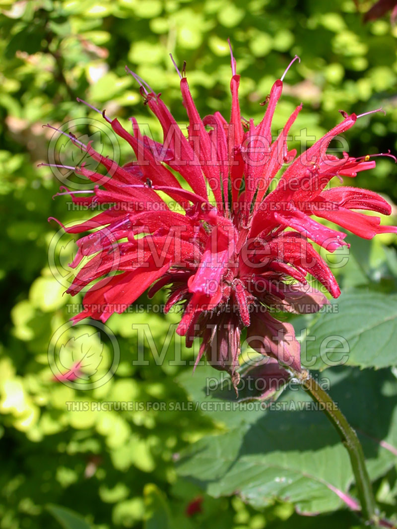 Monarda Gardenview Scarlet (Bee Balm bergamot) 4 