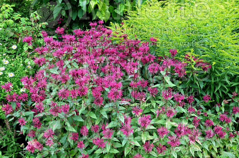 Monarda Gewitterwolke (Bee Balm bergamot) 2  