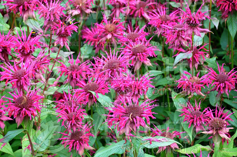 Monarda Gewitterwolke (Bee Balm bergamot) 1  