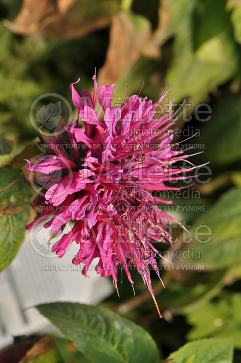 Monarda Grand Marshall (Bee Balm bergamot) 1  