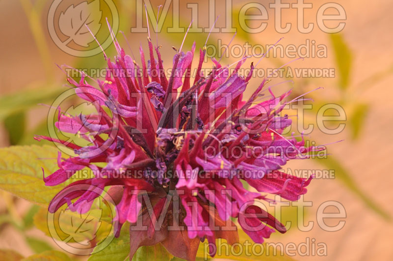 Monarda Grand Marshall (Bee Balm bergamot) 2  