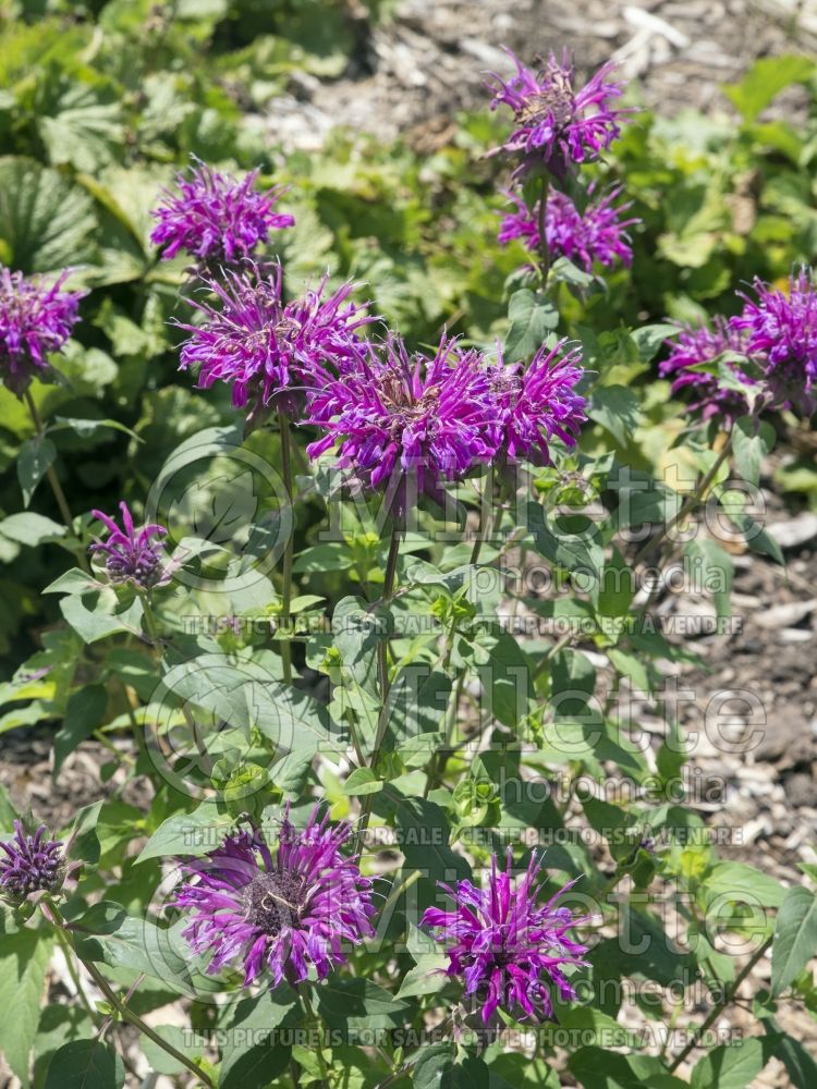 Monarda It's Magic (Bee Balm bergamot) 2  