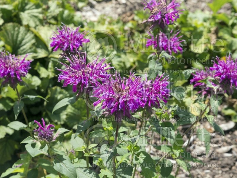 Monarda It's Magic (Bee Balm bergamot) 1  