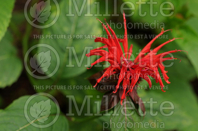 Monarda Jacob Cline (Bee Balm bergamot) 1 