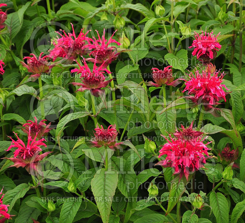 Monarda Mahogany (Bee Balm bergamot) 3 