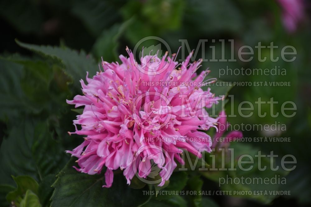 Monarda Marje Pink (Bee Balm bergamot) 1  