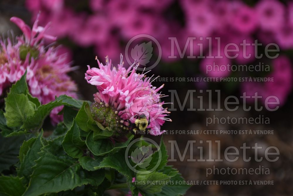 Monarda Marje Pink (Bee Balm bergamot) 2  