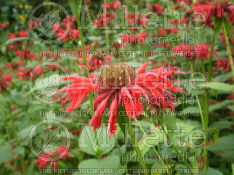 Monarda Panorama Red Shades (Bee Balm bergamot) 1  