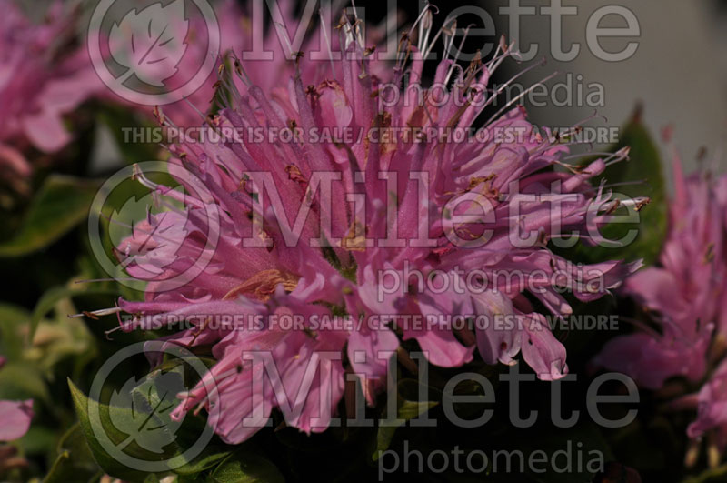 Monarda Petite Wonder (Bee Balm bergamot) 2 