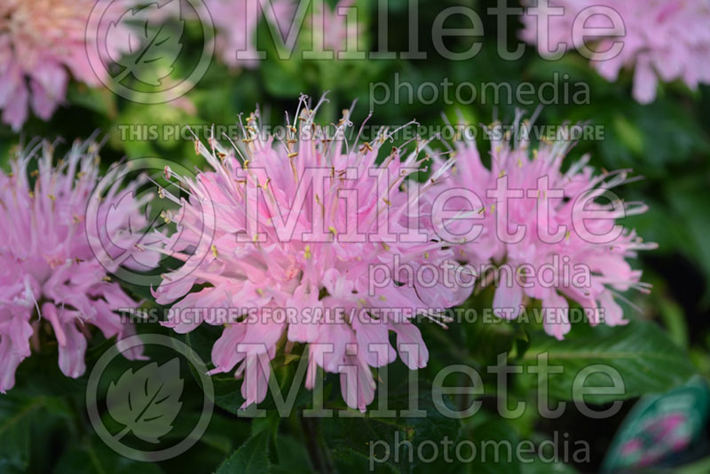 Monarda Petite Wonder (Bee Balm bergamot) 1 