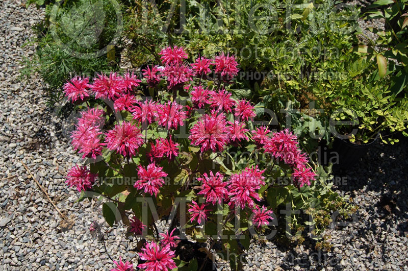 Monarda Pink Lace (Bee Balm bergamot) 1 