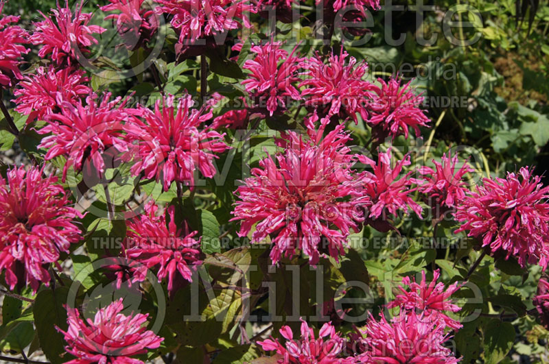 Monarda Pink Lace (Bee Balm bergamot) 3 