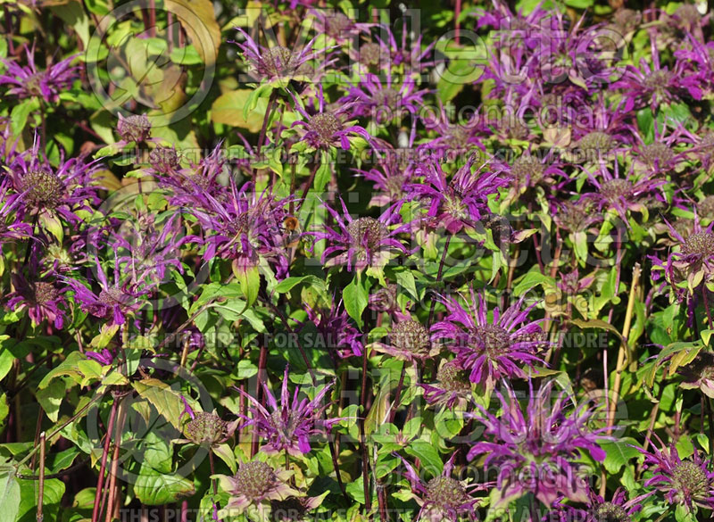 Monarda Prairie Night ou Prarienacht (Bee Balm bergamot) 1  