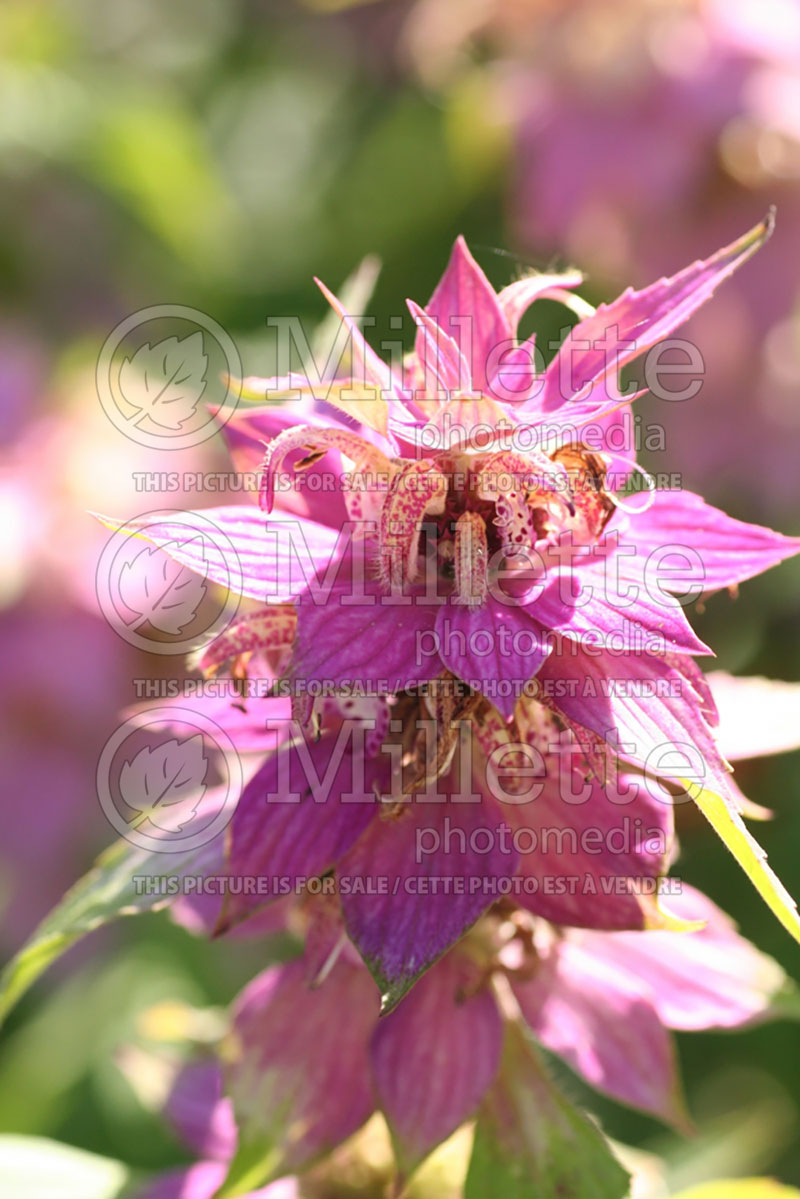 Monarda punctata (Bee Balm bergamot) 2  